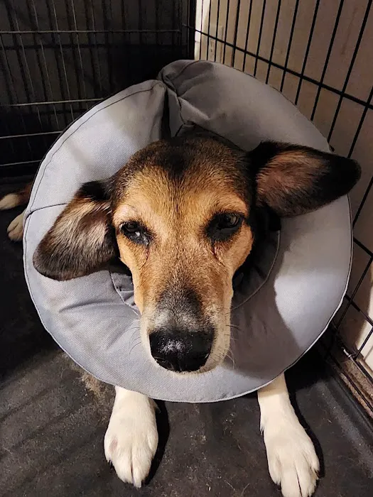 Capital Veterinary Specialists, JAX and Animal ER 12