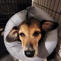 Capital Veterinary Specialists, JAX and Animal ER ico