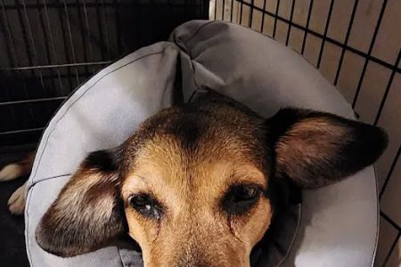 Capital Veterinary Specialists, JAX and Animal ER