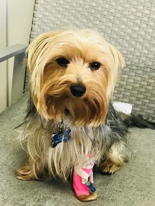 Capital Veterinary Specialists, JAX and Animal ER 12