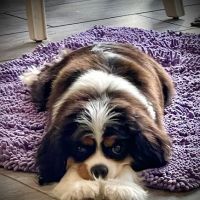 Animal Clinic of Mandarin ico
