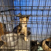 Mandarin Veterinary Clinic ico