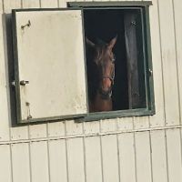 Mandarin Equine Veterinary ico