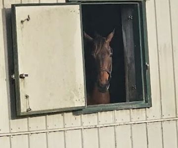 Mandarin Equine Veterinary