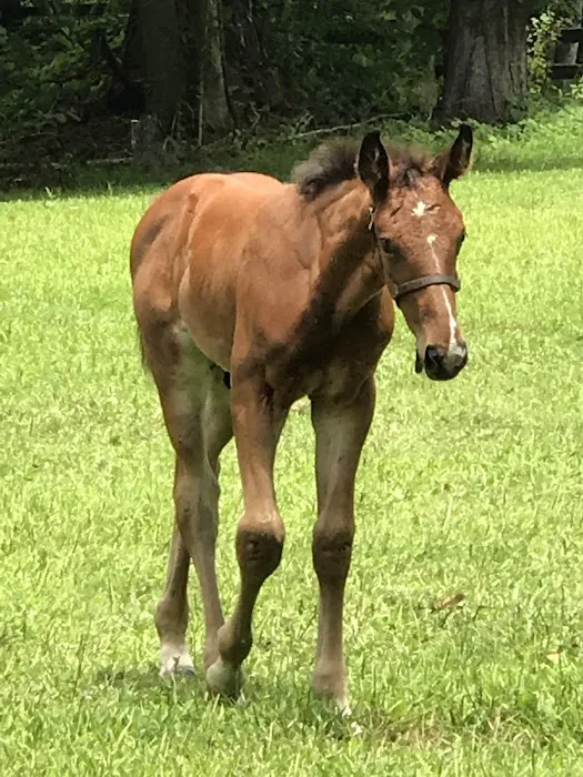 Mandarin Equine Veterinary 12