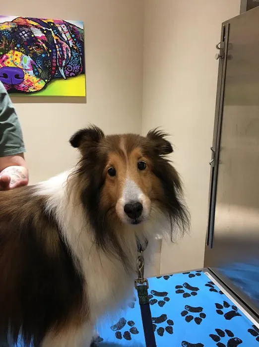 St. Bernard's Animal Hospital 12