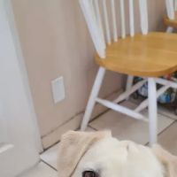 Russell Road Animal Clinic ico