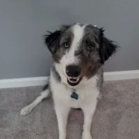 NewDay Veterinary Care ico
