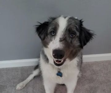 NewDay Veterinary Care