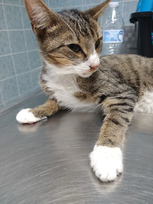 Maverick Animal Clinic 3