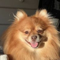 Maverick Animal Clinic ico