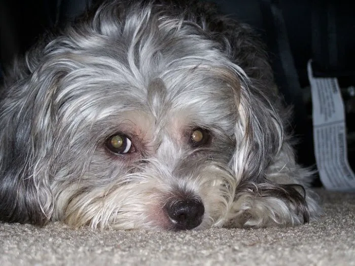 Clay County Animal Hospital 1