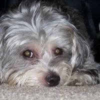 Clay County Animal Hospital ico
