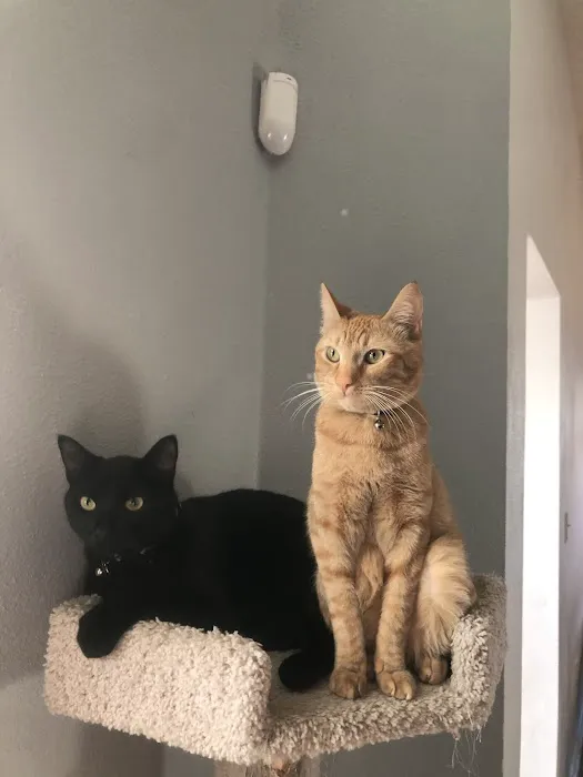 Clay County Animal Hospital 2
