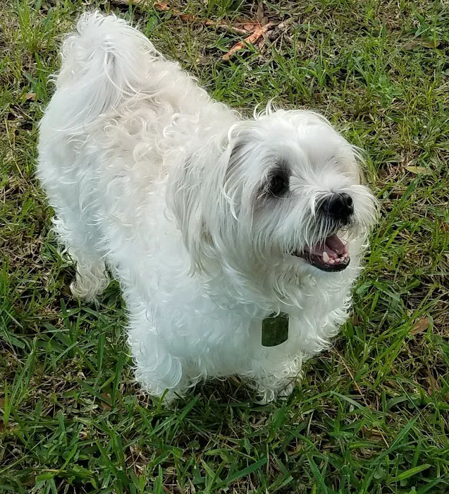 Clay County Animal Hospital 6