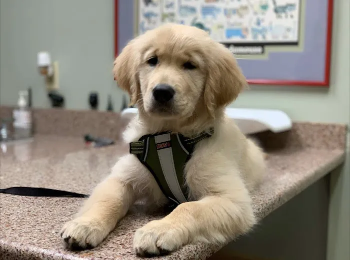 VCA All Animal Hospital of Orange Park 12