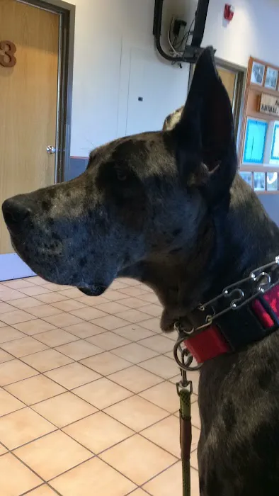 VCA All Animal Hospital of Orange Park 12