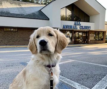 VCA All Animal Hospital of Orange Park