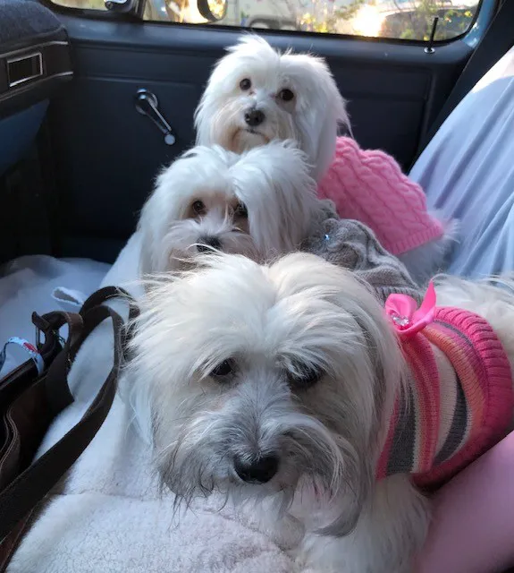 VCA All Animal Hospital of Orange Park 12