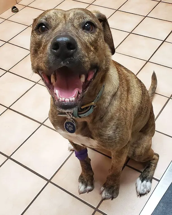 VCA All Animal Hospital of Orange Park 12