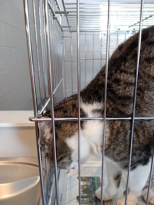 Clay County Humane Society 12