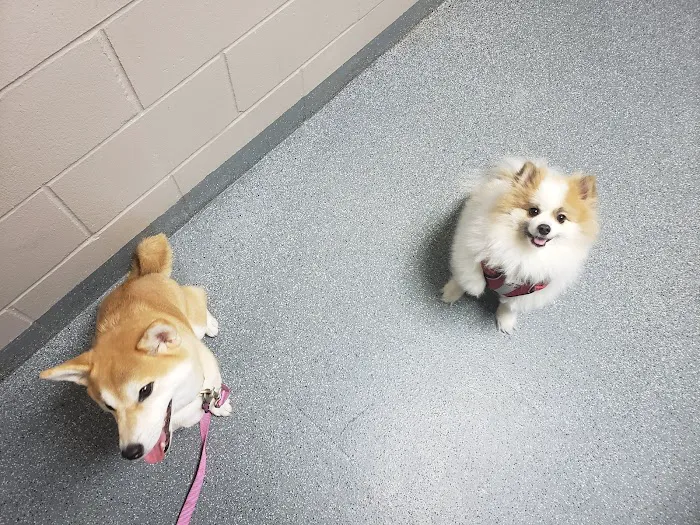 Clay County Humane Society 12