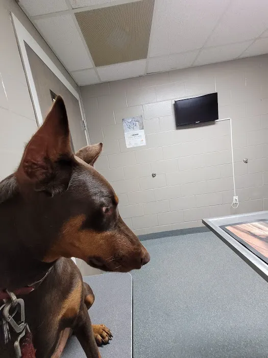 Clay County Humane Society 12
