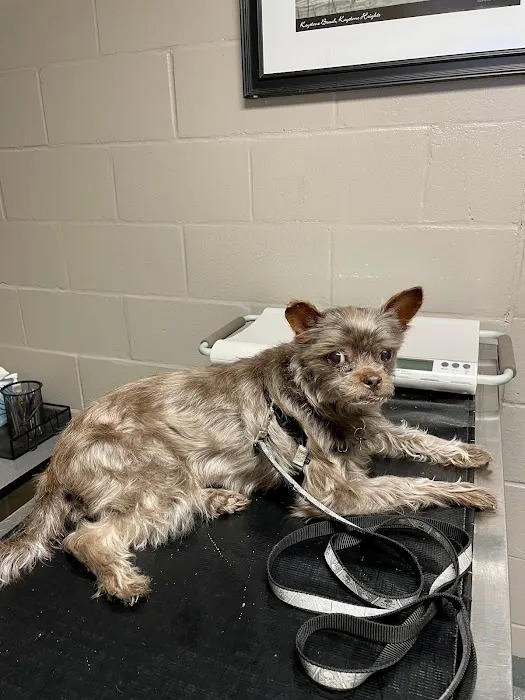Clay County Humane Society 12