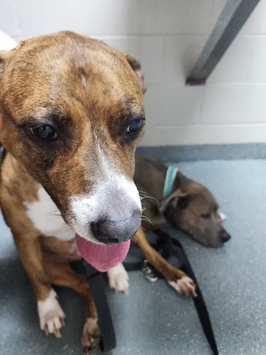 Clay County Humane Society 12