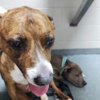 Clay County Humane Society ico