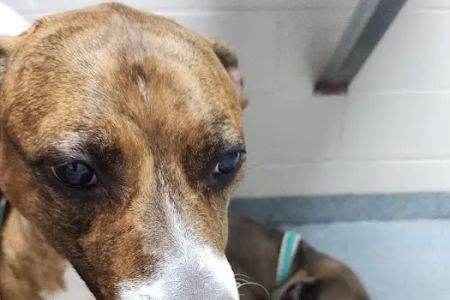 Clay County Humane Society