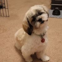Animal Hospital at Oakleaf Plantation ico