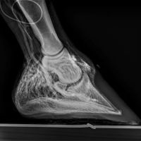 Hoof Rehab Podiatry & Lameness Center ico