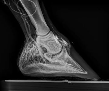 Hoof Rehab Podiatry & Lameness Center