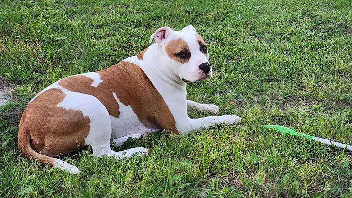 Columbia Animal Hospital 12