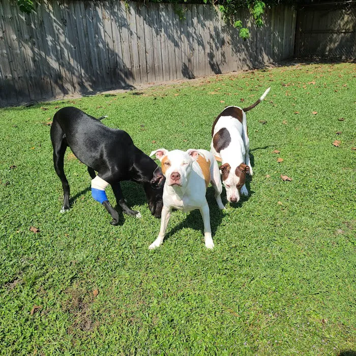 Columbia Animal Hospital 12