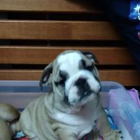Lake City Animal Hospital ico