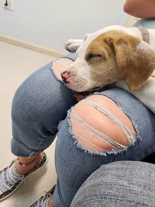 Caring Hands Animal Hospital 12