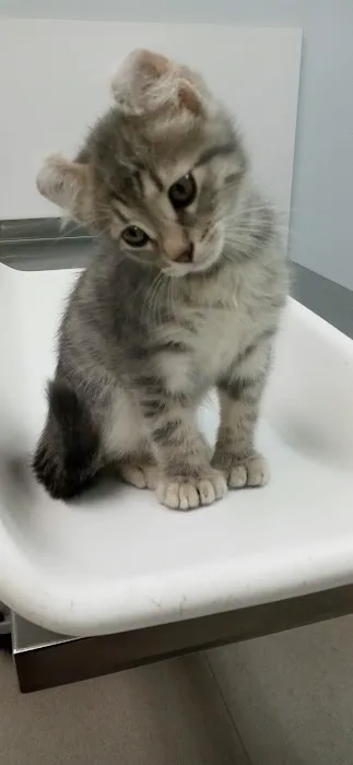 Caring Hands Animal Hospital 12