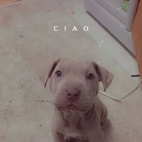 Compassion Veterinary Hospital ico