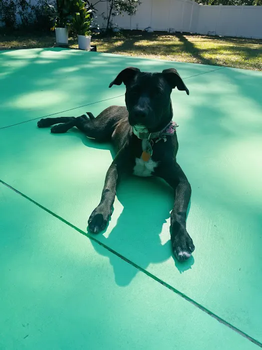 Addison Animal Hospital 3