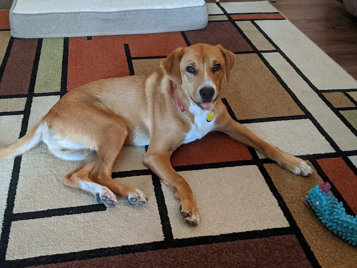 Addison Animal Hospital 10