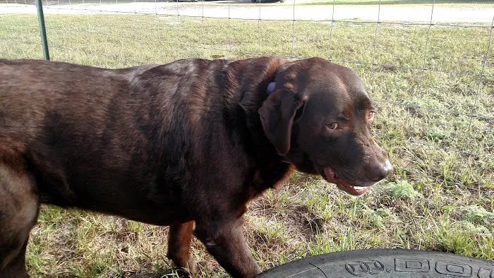 Addison Animal Hospital 9