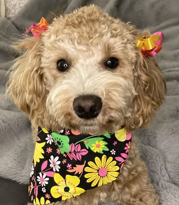 Shores Animal Hospital 12