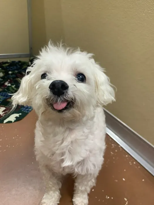 Shores Animal Hospital 12