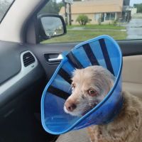 Moultrie Animal Clinic ico