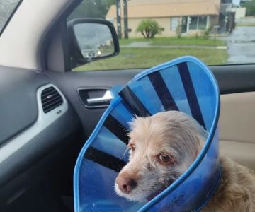Moultrie Animal Clinic