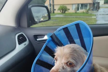 Moultrie Animal Clinic