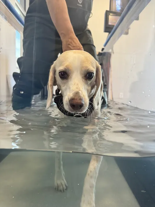 Veterinary Orthopaedic and Mobility Center 12
