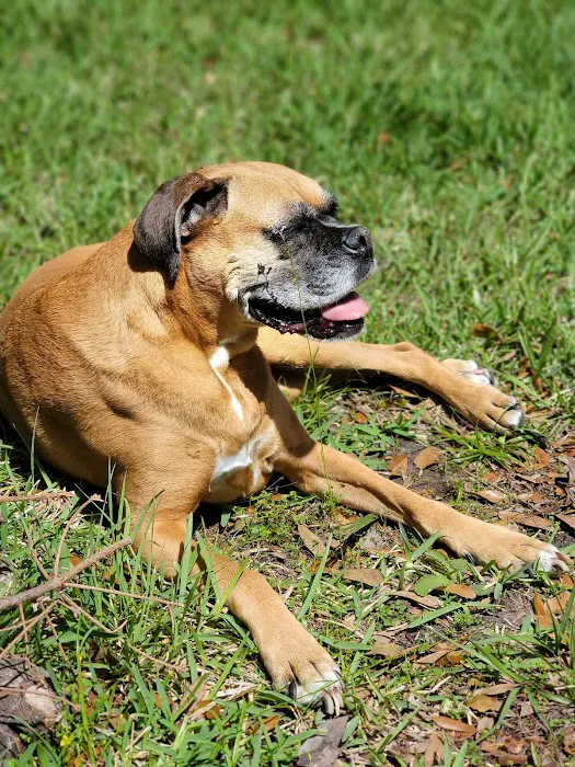Veterinary Orthopaedic and Mobility Center 12
